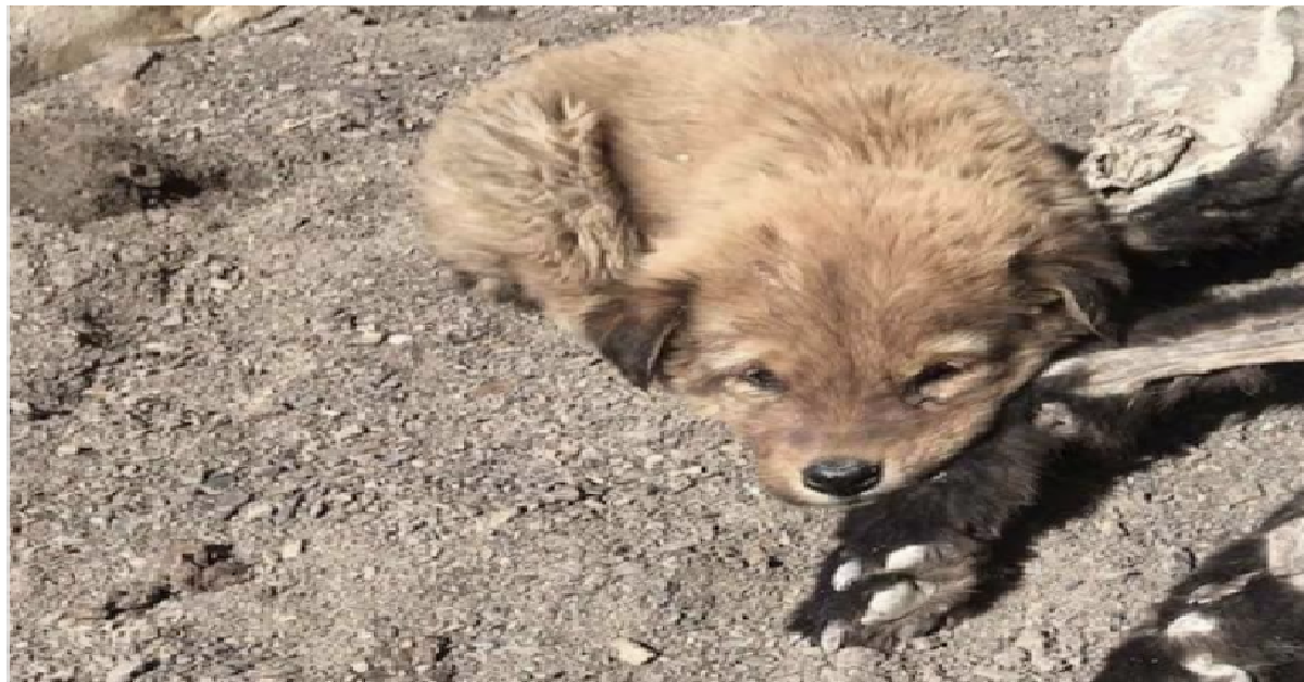 Il cucciolo e la sua mamma