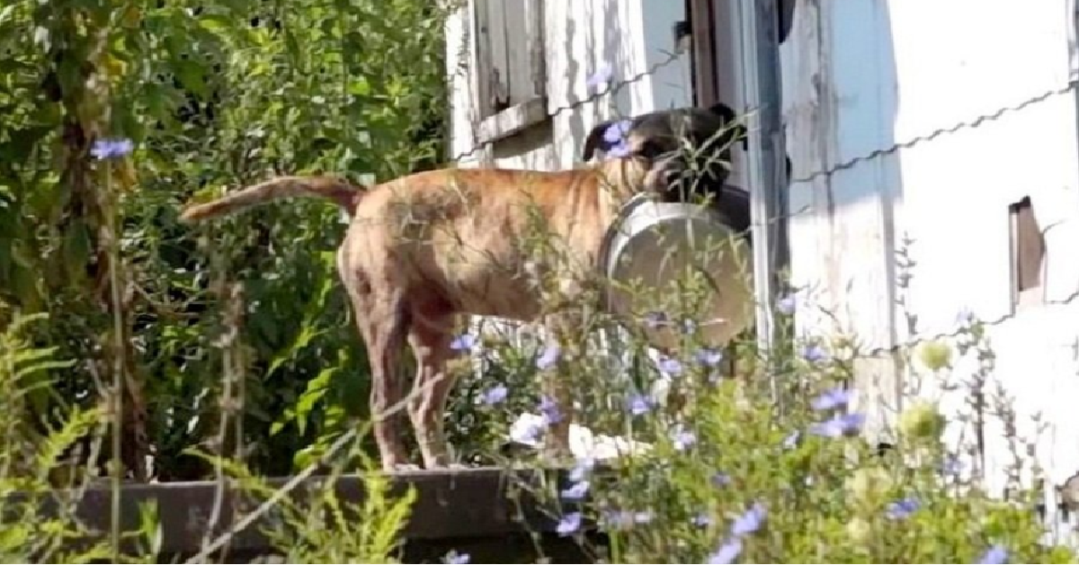 Il cane in cerca di cibo