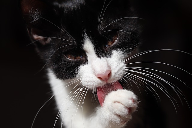 Lettiera gatto: come pulirla e tenerla profumata