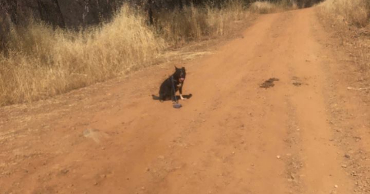 Uomo vede un cane in una strada sterrata e si rende conto che è in cerca di aiuto