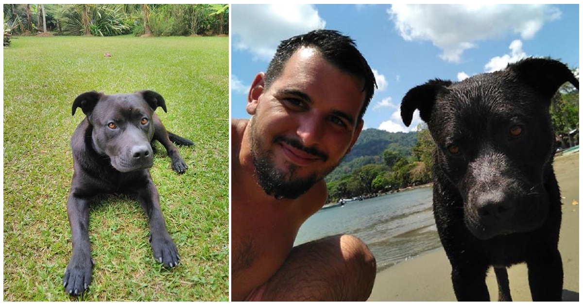 Negro, il cane colombiano