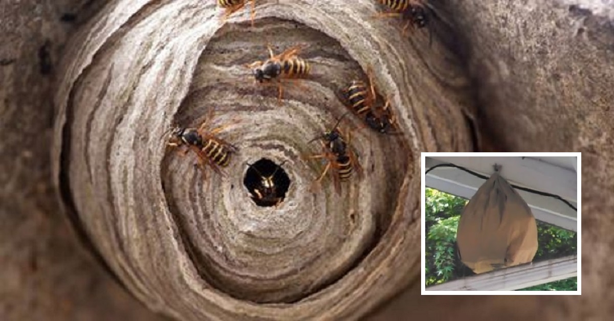 Allontanare vespe e calabroni