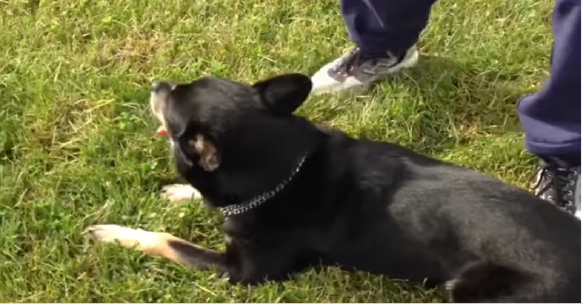 Larts, il cane di Nino D’angelo