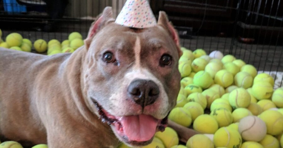 Pitbull salvato dal rifugio riceve 500 palline da tennis