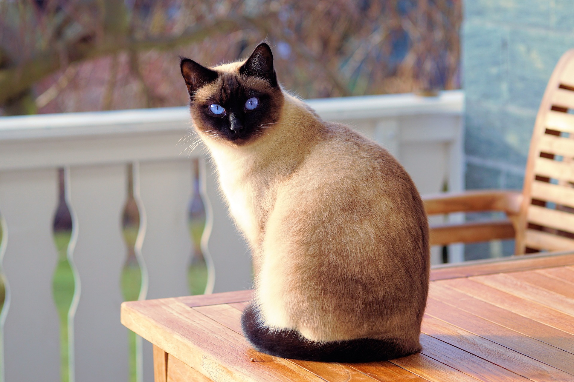 Reti per balconi per evitare che i gatti cadano