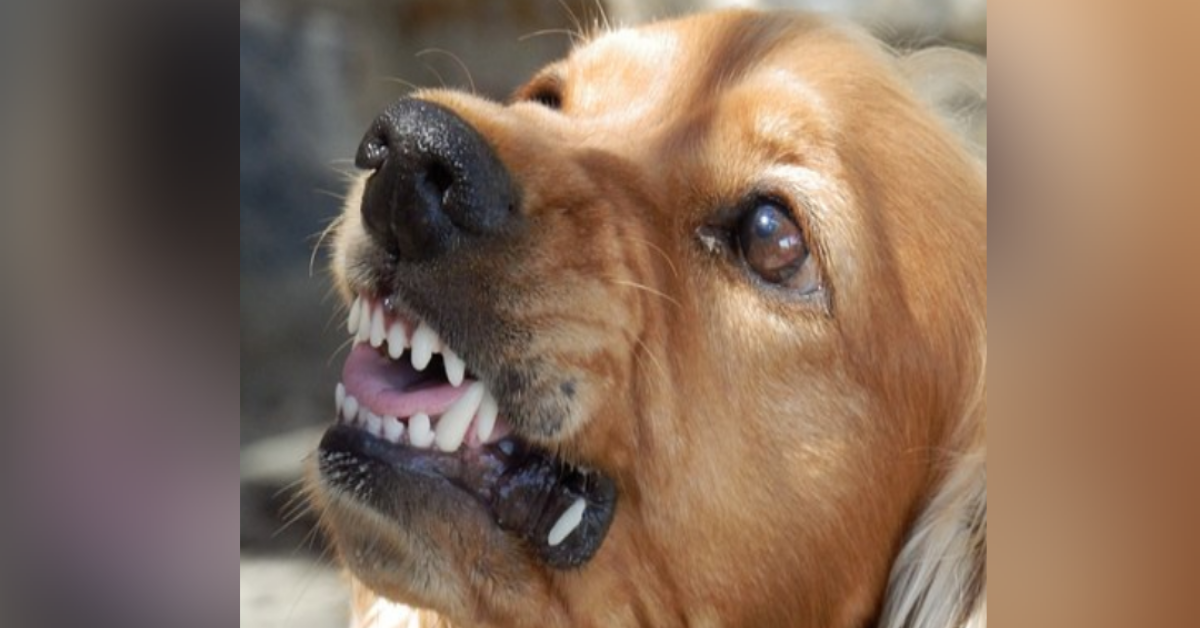 Roma: il cane lo morde e lui se la prende con il proprietario