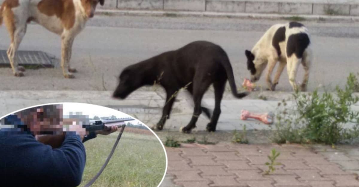 Rovigo: cane trovato per strada senza vita. Rintracciato il colpevole.