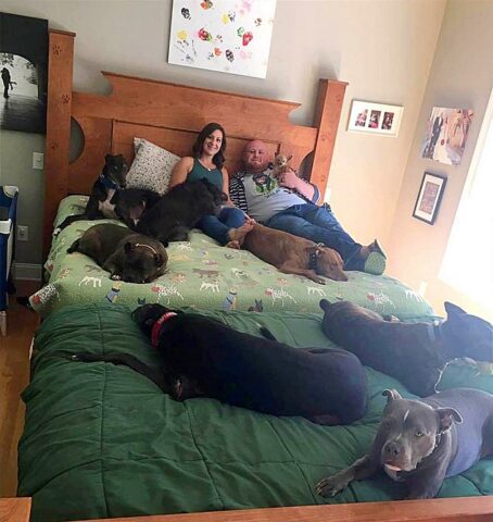 coppia-fa-costruire-un-letto-enorme-per-far-dormire-con-loro-i-cani 2