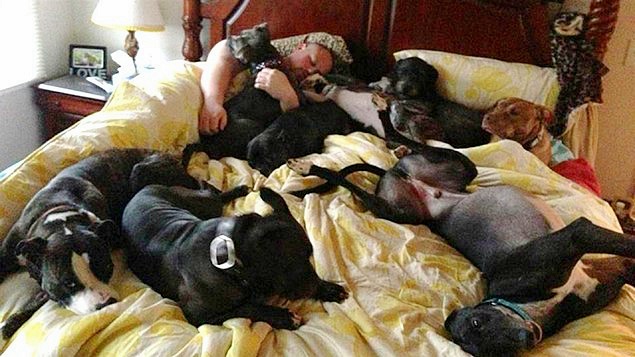 coppia-fa-costruire-un-letto-enorme-per-far-dormire-con-loro-i-cani