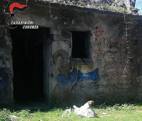 salvataggio-cane-Cosenza