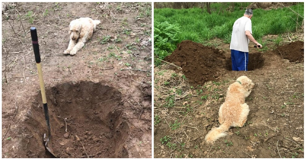 Scava la fossa al cane poi accade il miracolo