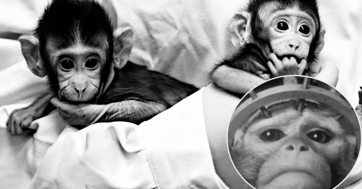 Scimmie modificate con i geni umani, per capire lo sviluppo del nostro cervello