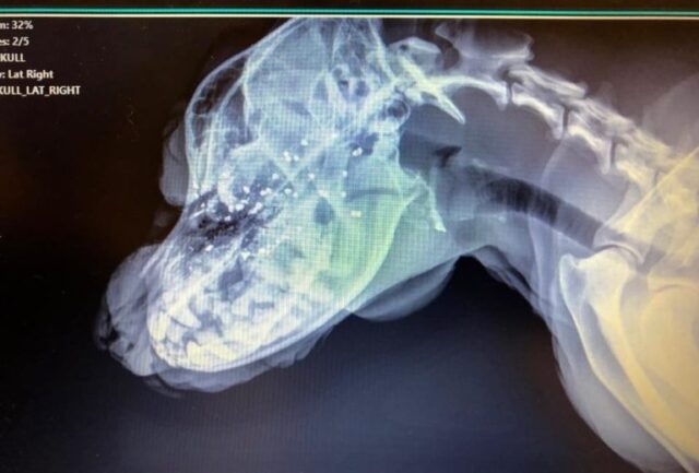Zara-la-cagnolina-viva-per-miracolo 1