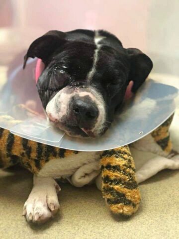 Zara-la-cagnolina-viva-per-miracolo 2