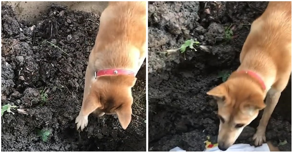 Cane cerca di rianimare la sua amica