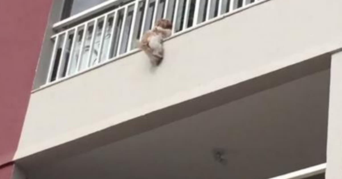 Cagnolina cade dal balcone a causa dei fuochi d’artificio
