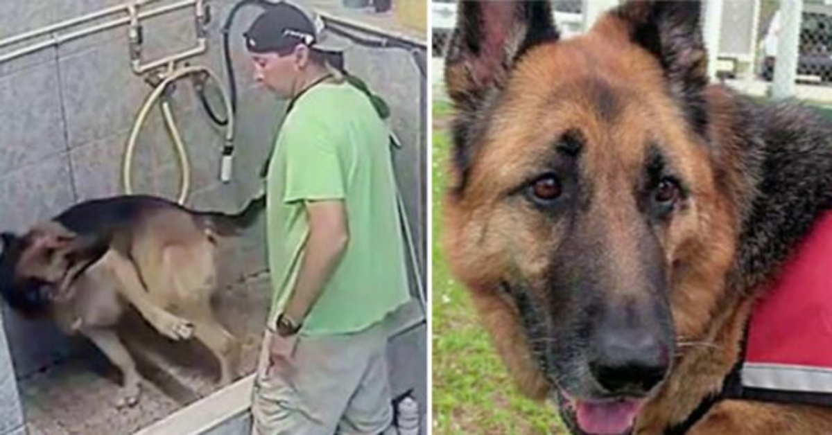 Arrestato toelettatore per maltrattamento di animali