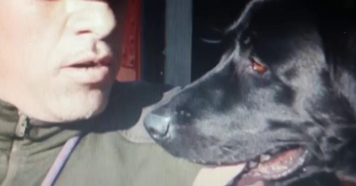 Il video saluto a Tommy, il cane eroe