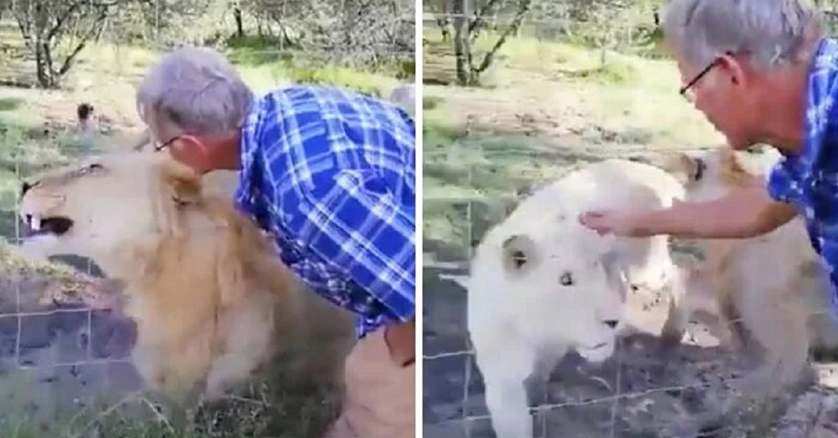 Pensa di poter accarezzare il leone, ma non fa i conti con la sua natura selvaggia