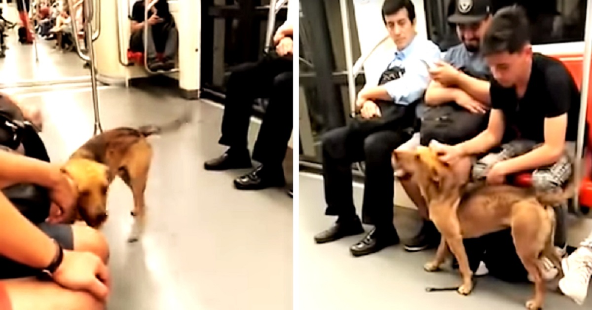 Un cucciolo si perde in una metropolitana affollata: ecco la reazione dei passeggeri