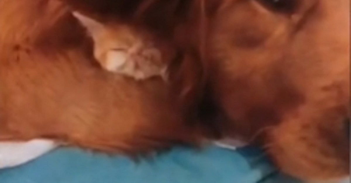 Uomo ritrova il gatto perso nel luogo più impensabile: le orecchie del suo Retriever