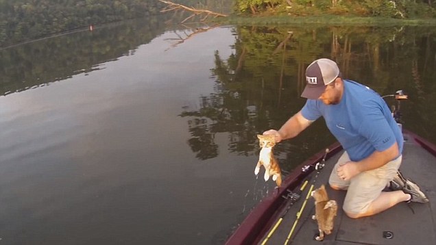 i-due-gattini-abbandonati-in-mezzo-al-lago 2