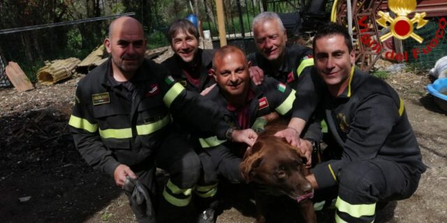 vigili-del-fuoco-cane