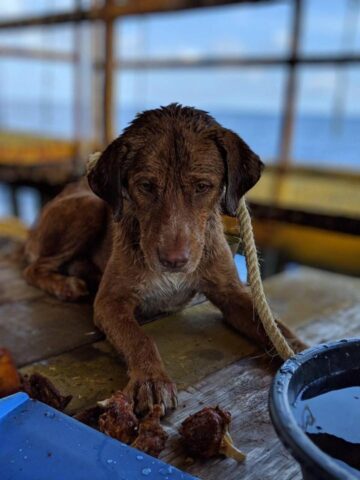 il-cane-lasciato-in-mezzo-al-mare 1