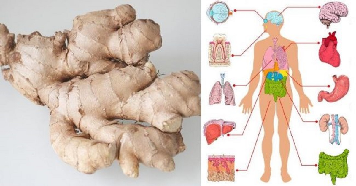 Cosa succede a consumare ogni giorno lo zenzero per un mese