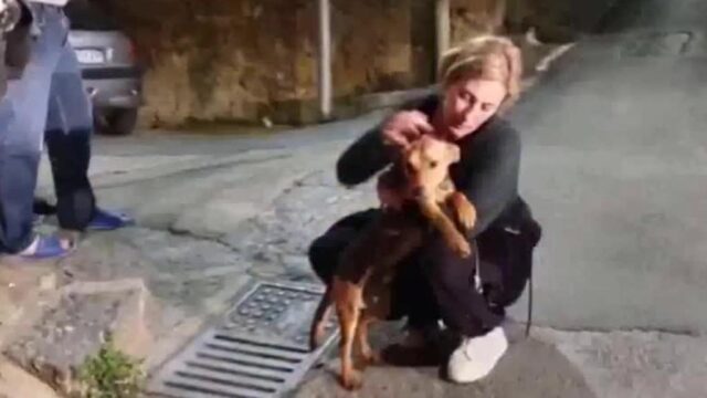 agrigento-cane-lasciato-sul-balcone