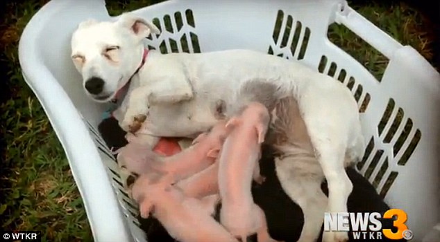 Dotty-Jayne-ha-salvato-la-vita-a-dei-cuccioli-di-maiale 2