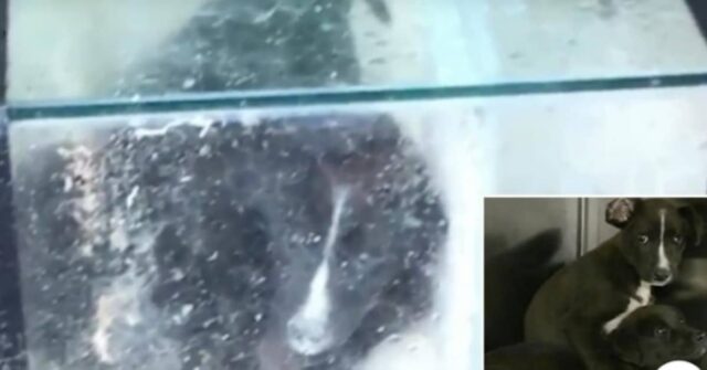 i-due-cuccioli-abbandonati-sulla-sponda-del-fiume-in-un-acquario