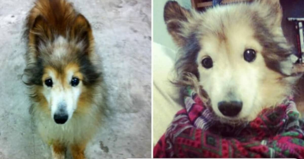 La storia di Cody e di quel cane che gli ha cambiato la vita