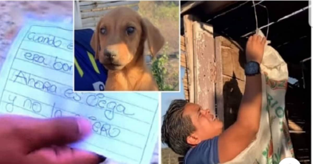 La cagnolina abbandonata nel sacchetto della spazzatura