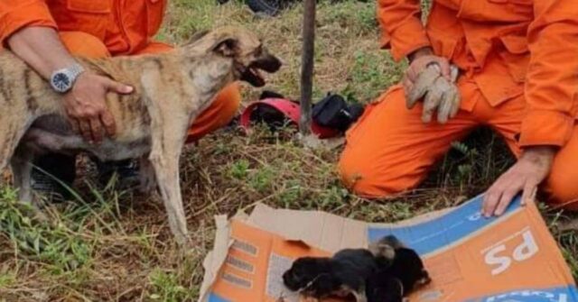 il-salvataggio-dei-tre-cuccioli-finiti-nel-buco