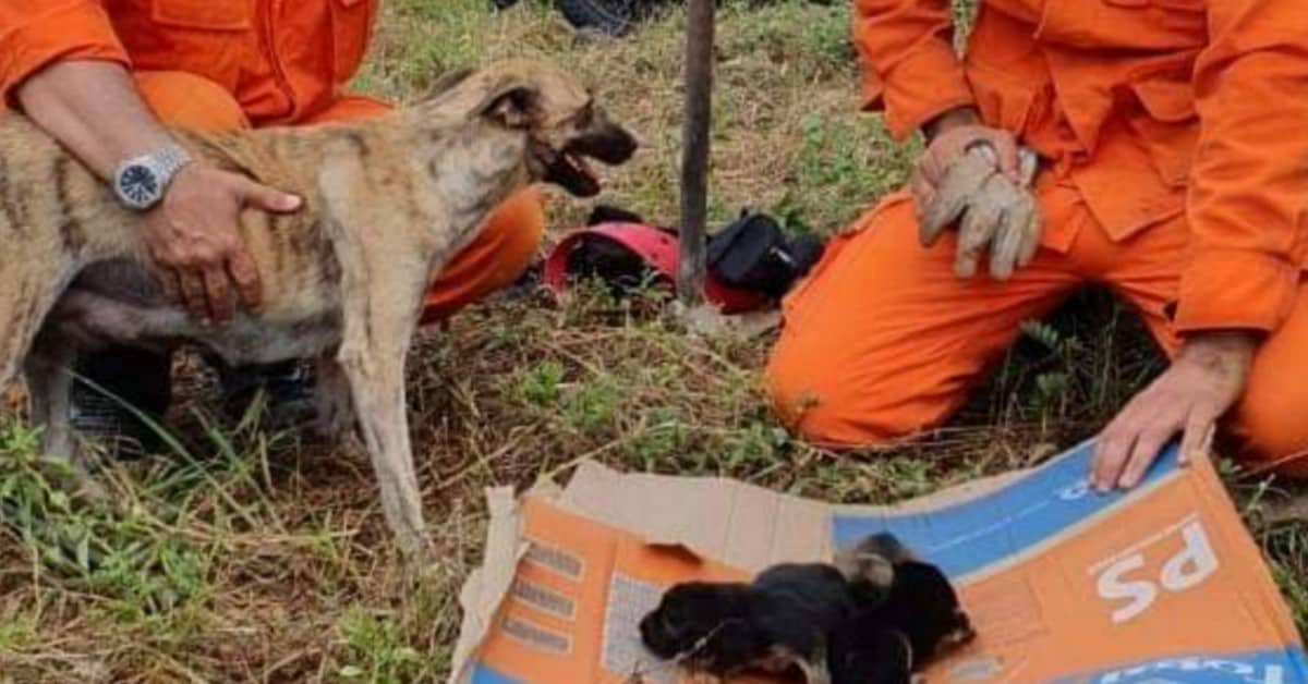 Cagnolina costretta a chiedere aiuto agli umani per salvare i suoi cuccioli