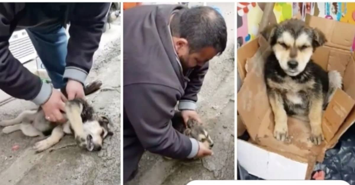 Cane stava soffocando con una salsiccia