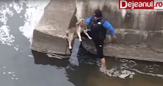 uomo-salva-la-vita-del-cane-in-pericolo