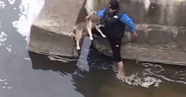 il-salvataggio-del-cane-che-stava-per-morire-annegato