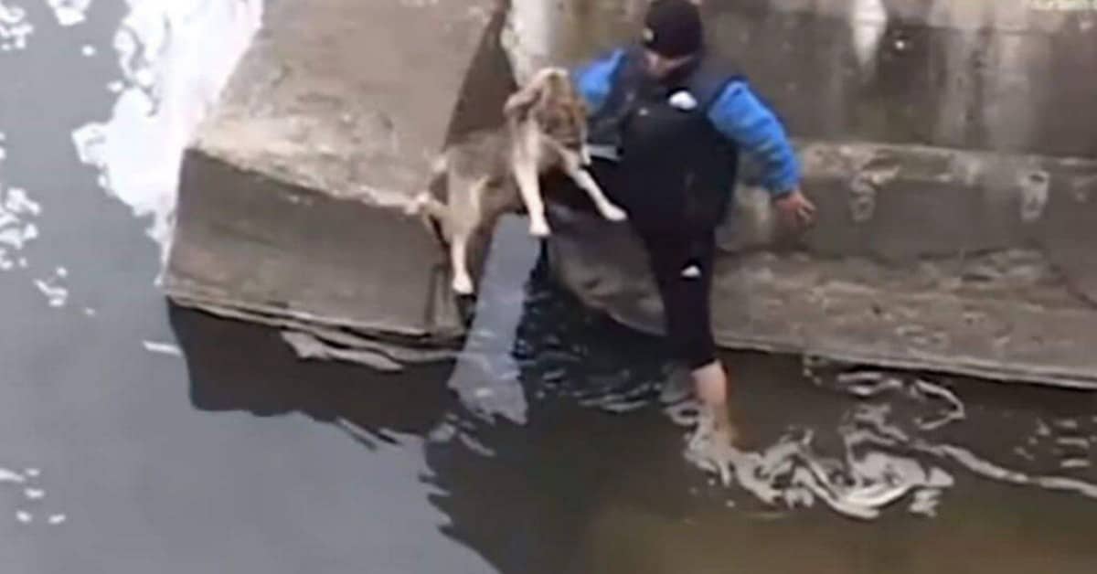 Uomo si getta in acqua per salvare la vita del cane in pericolo