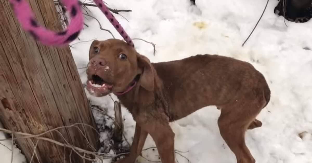 Il cane abbandonato in mezzo al bosco