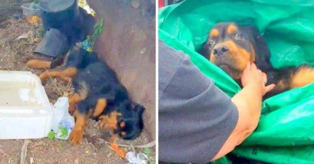 La cagnolina abbandonata nella discarica in condizioni critiche