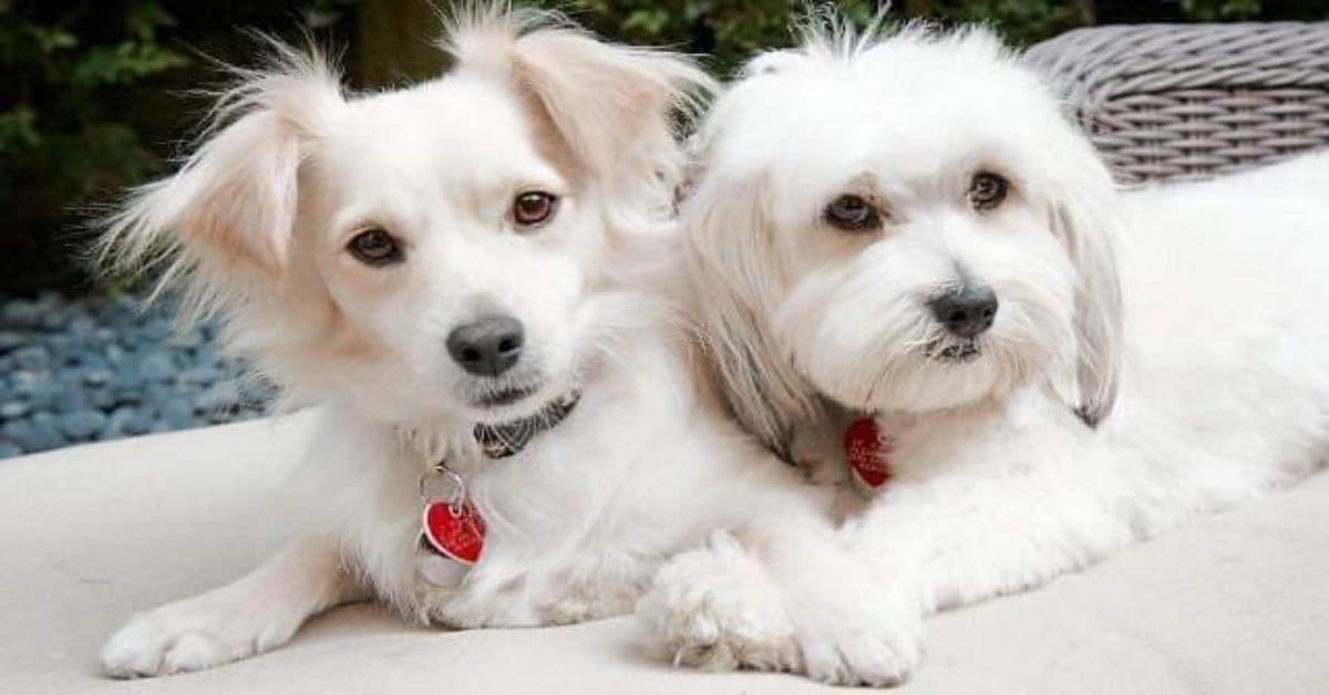 I due cuccioli che vivevano da soli per le strade di Los Angeles