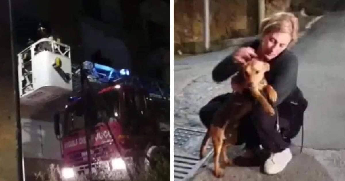 Agrigento, cane lasciato sul balcone