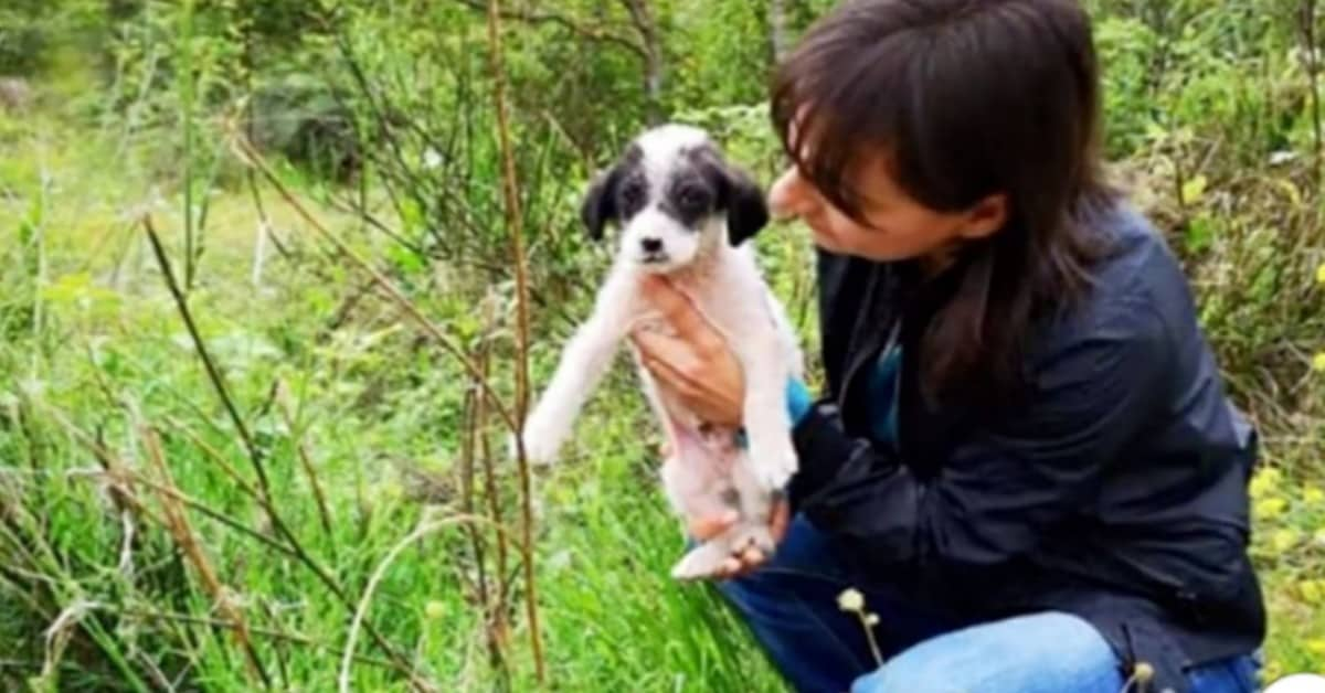 Angel, il cucciolo rimasto solo ed indifeso