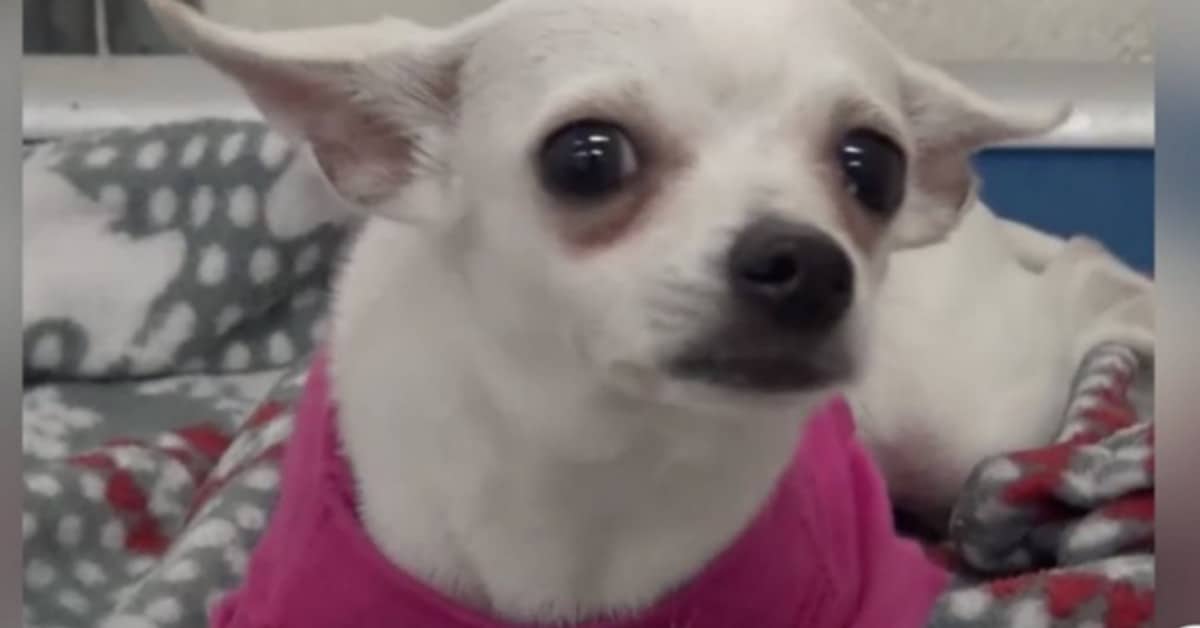 La cucciola che non riesce a smettere di piangere