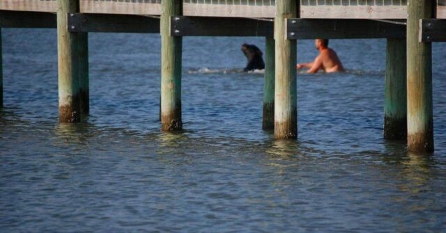 Orso-impaurito-entra-in-acqua-ma-poco-dopo-un-eroe-gli-salva-la-vita