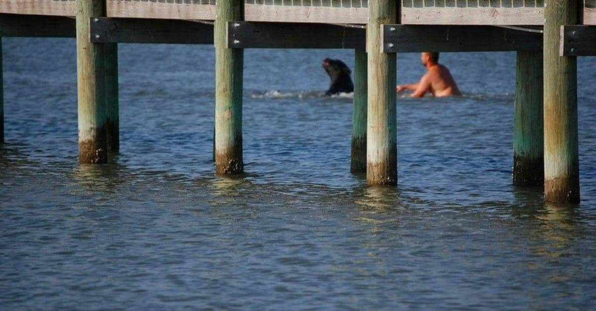 Orso impaurito entra in acqua