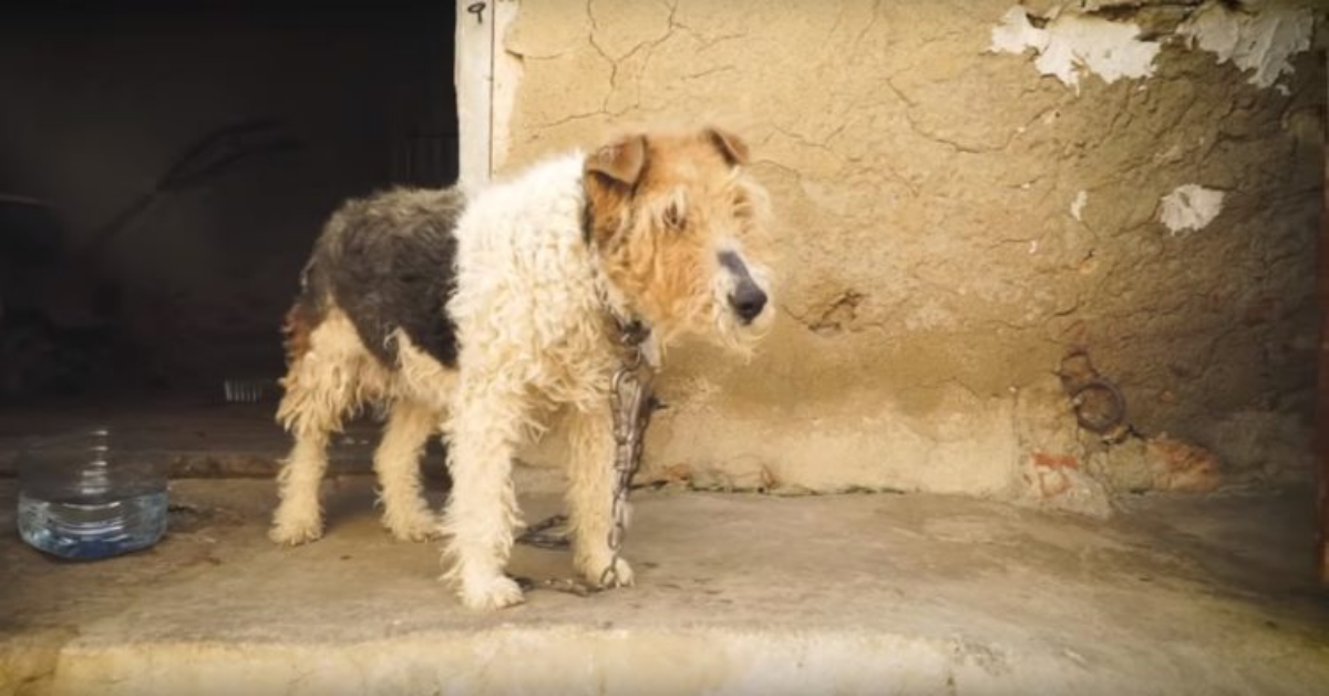 Fox Terrier non amata dalla famiglia ha vissuto tutta la vita alla catena