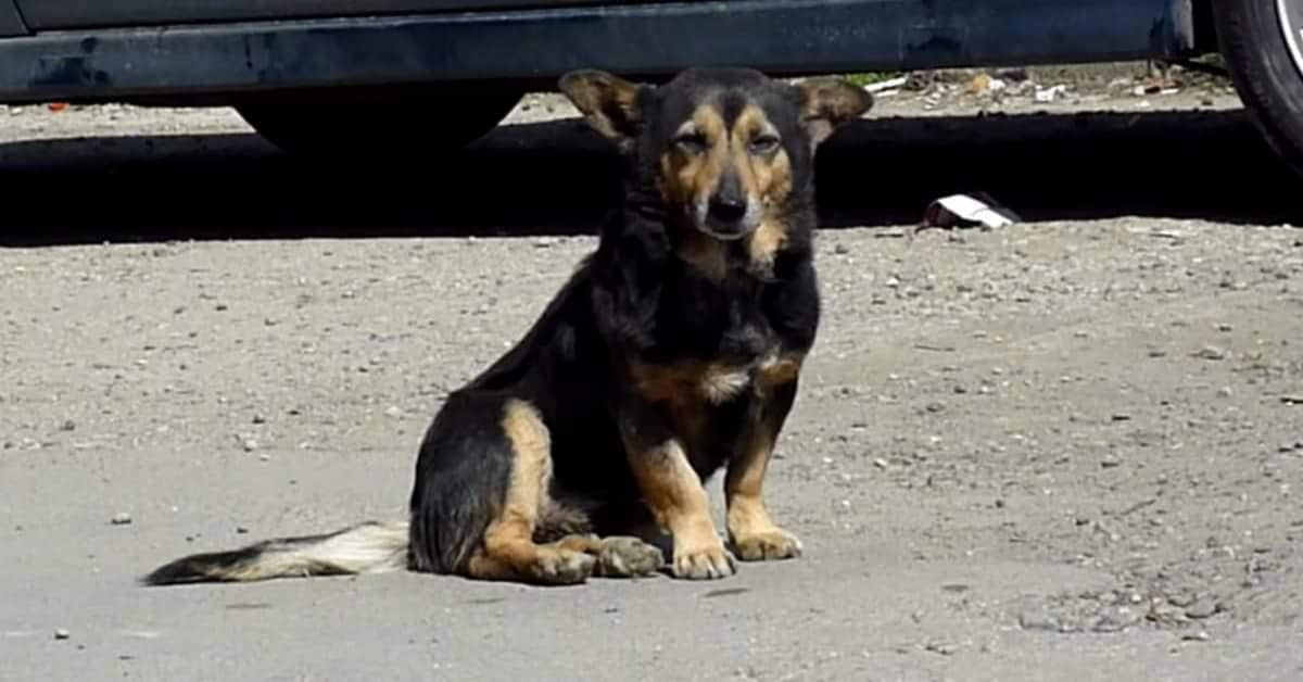 La triste vita da randagio del piccolo Buzu